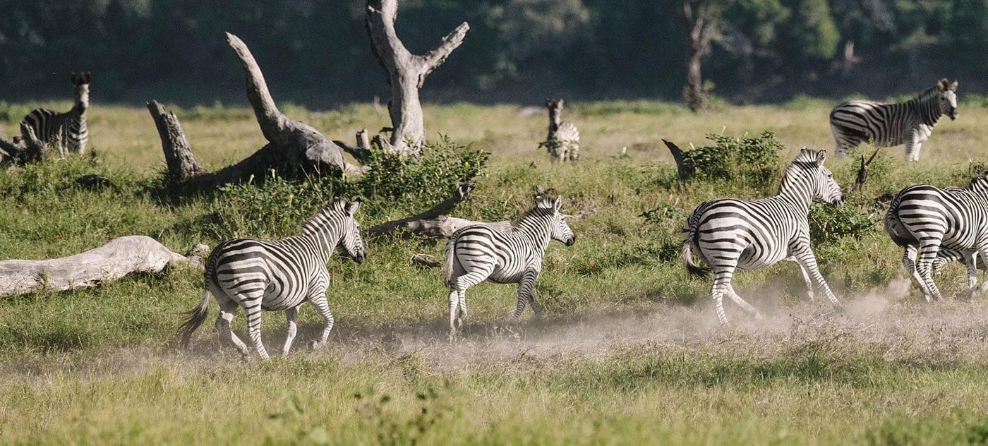 Een kudde zebra's galoppeert over open grasland bij Chilo Gorge Safari Lodge.