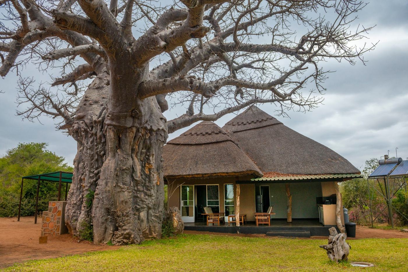 Een rieten chalet staat naast een massieve baobab bij Swimuwini Rest Camp.