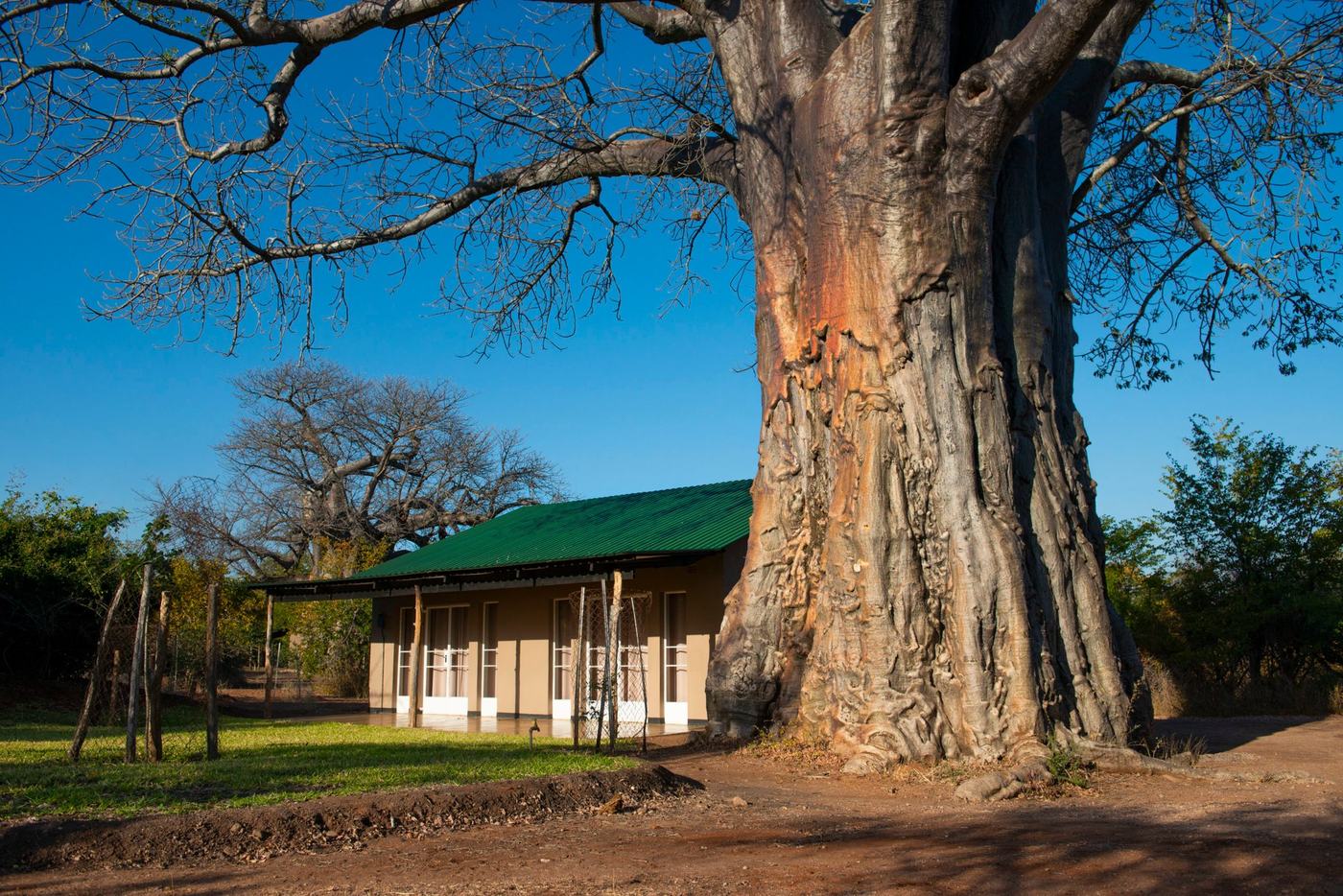 Nog een eeuwenoude baobab torent uit boven een eenheid met groen dak bij Swimuwini Rest Camp.